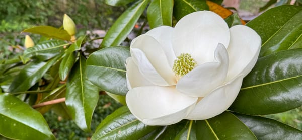 A photo I took of a magnolia flower from a tree we have growing in our backyard. 